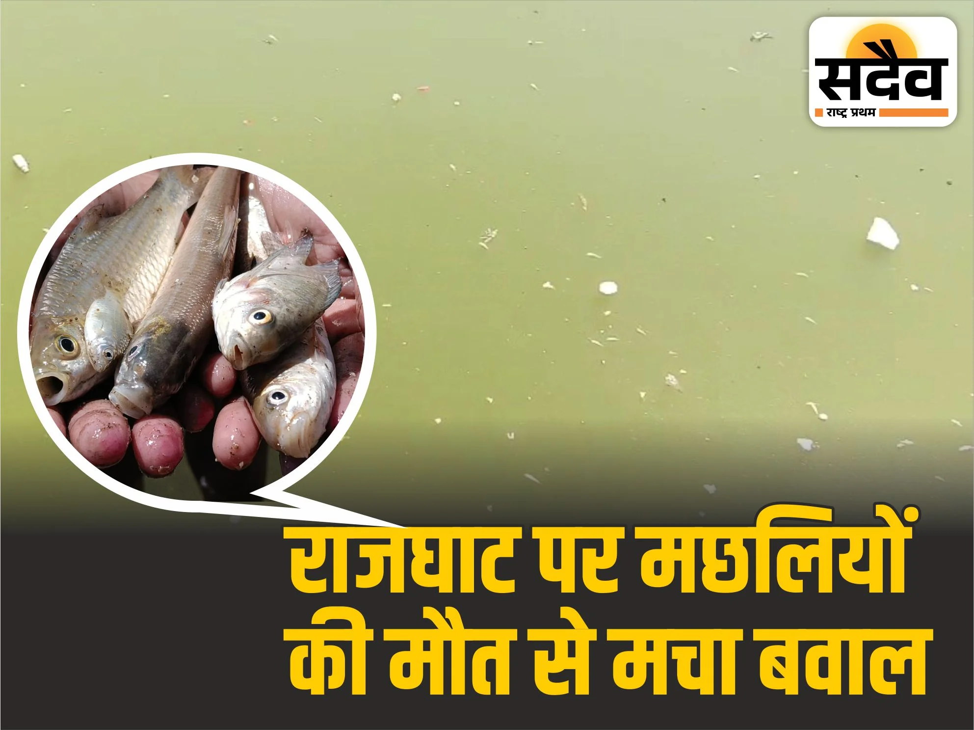ताप्ती नदी में सैकड़ों मछलियों की मौत, बुरहानपुर में हड़कंप