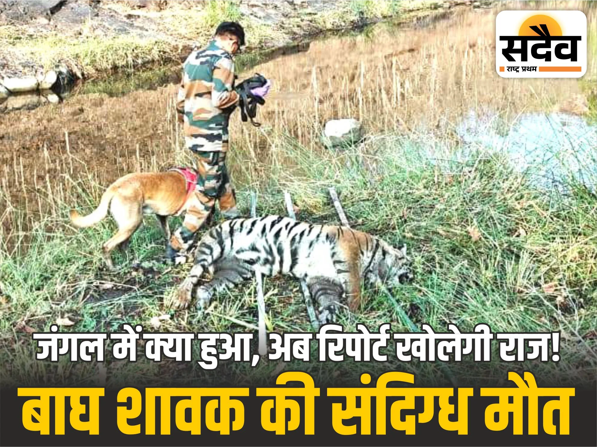 Tiger cub death investigation in Khaknar forest Burhanpur